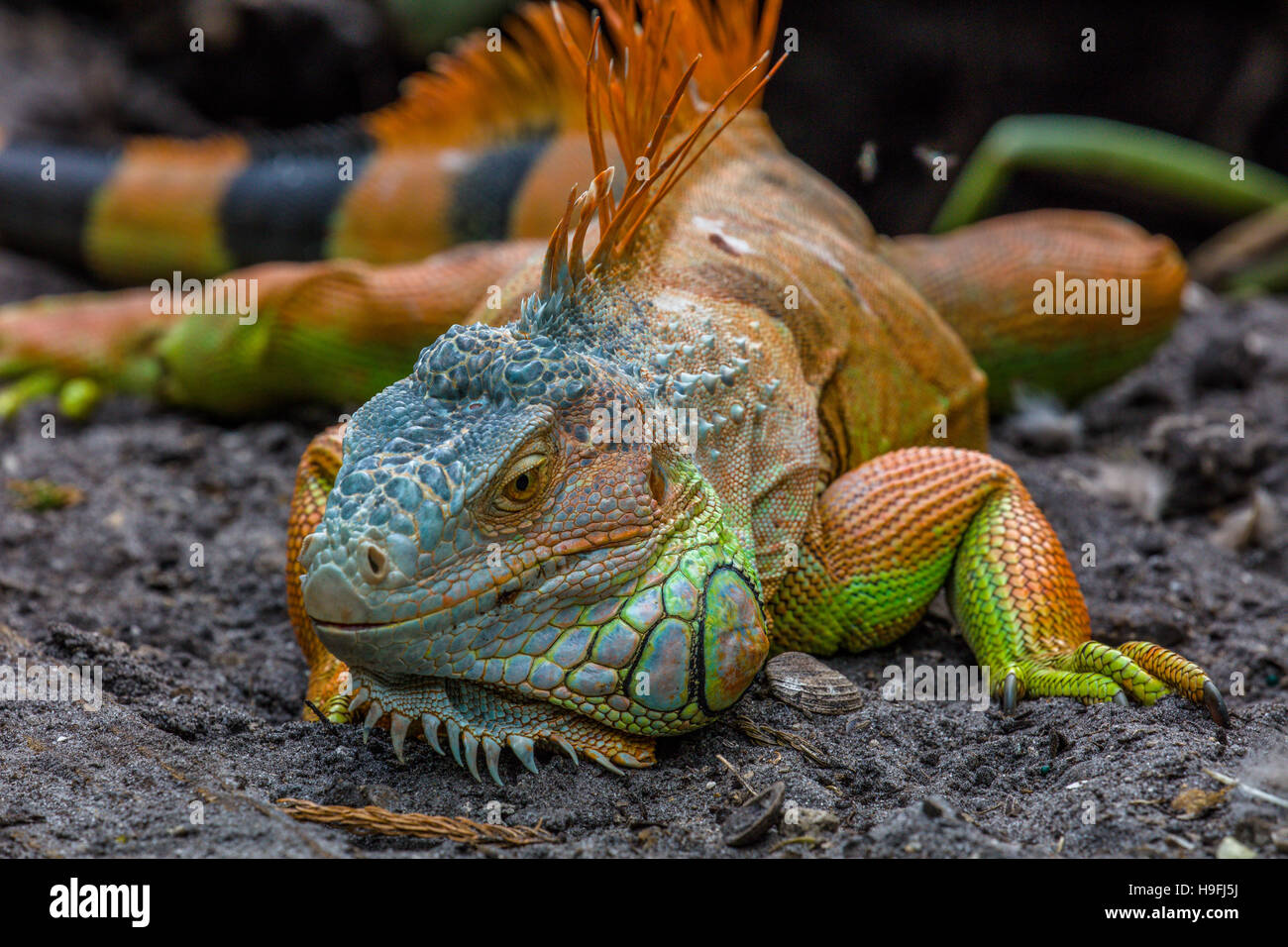 A green iguana (Iguana iguana), also known as the American iguana in the Shell Factory in North Fort Myers FLorida Stock Photo