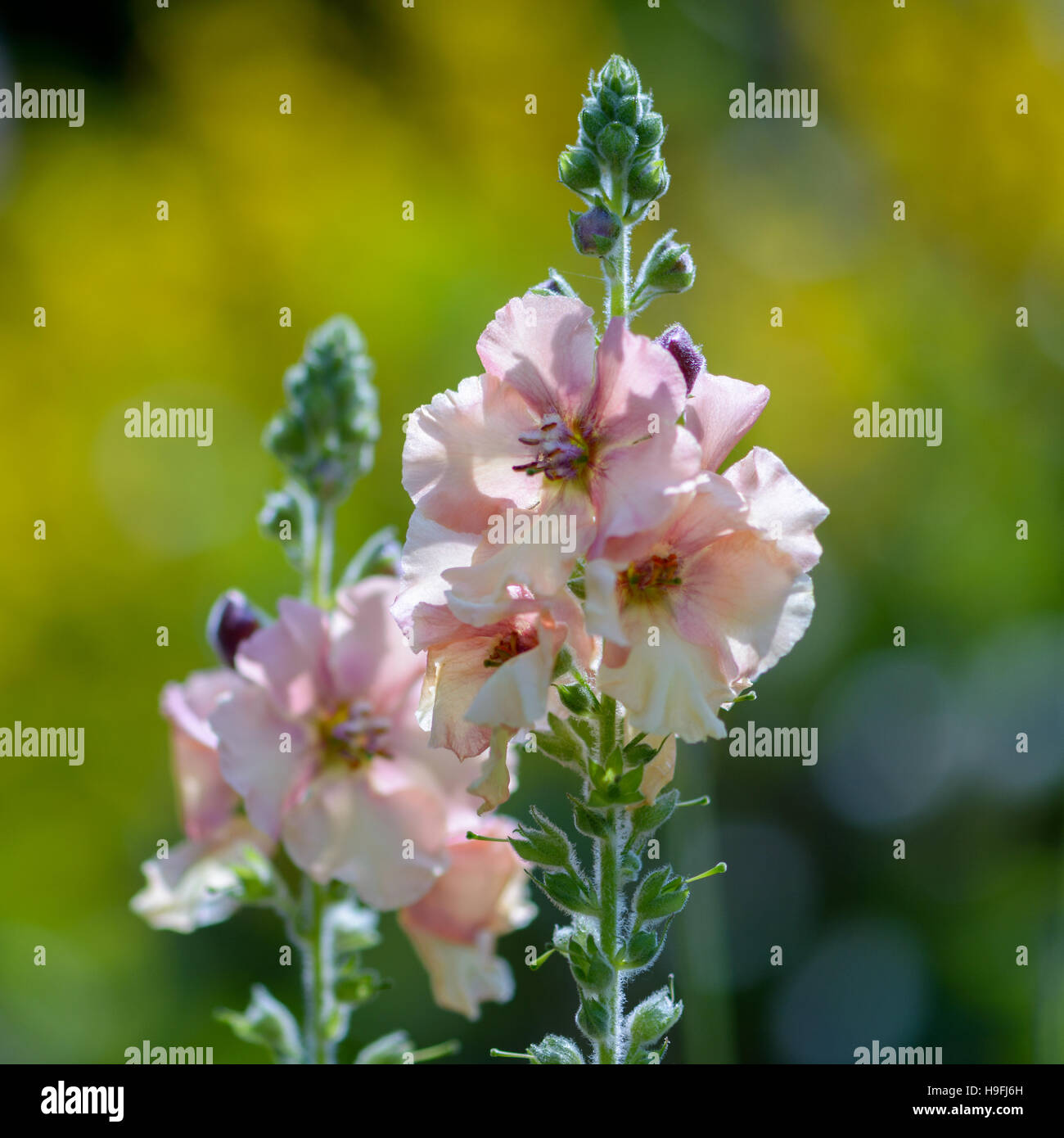 Matthiola incana Blooming in an English Garden Stock Photo