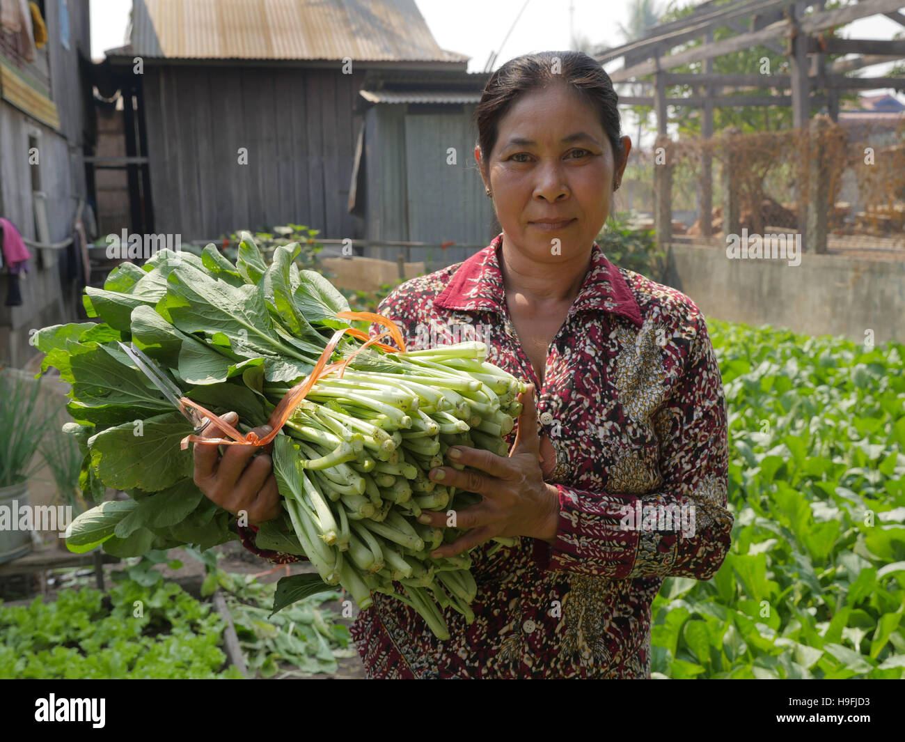 Cambodia, Stung Treng. Harvesting Chinese Cabbage. Sean Sprague Photo ...