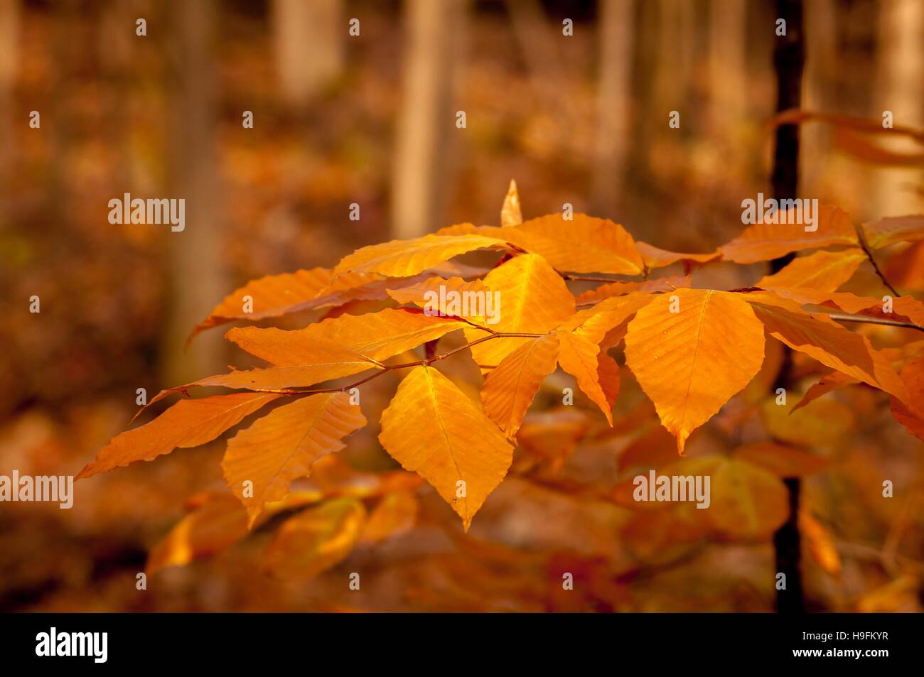 Orange leaves in autumn in Quebec, Canada. Stock Photo