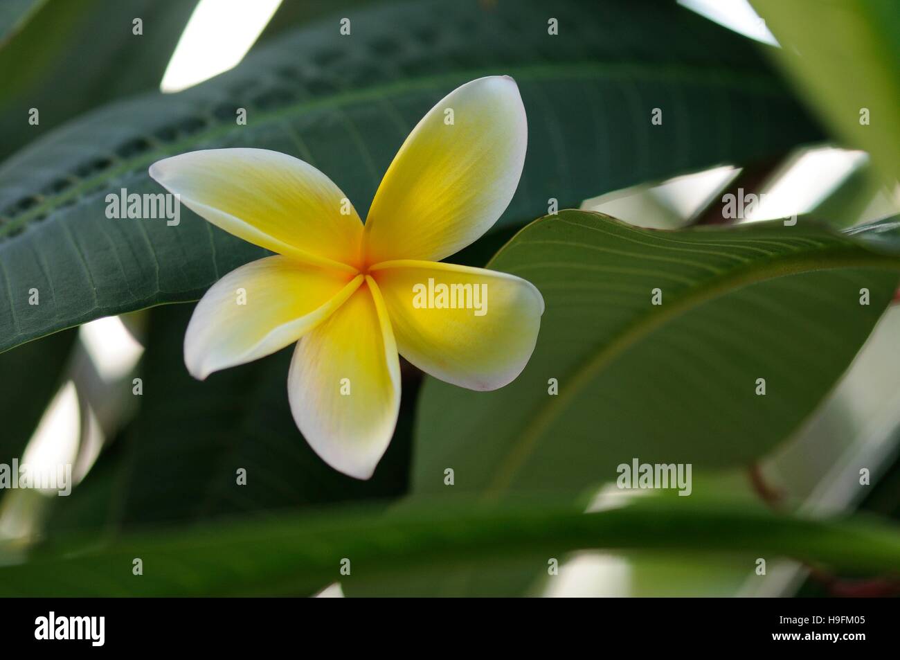 Frangipani tree flower during our vacation in Florida, USA Stock Photo