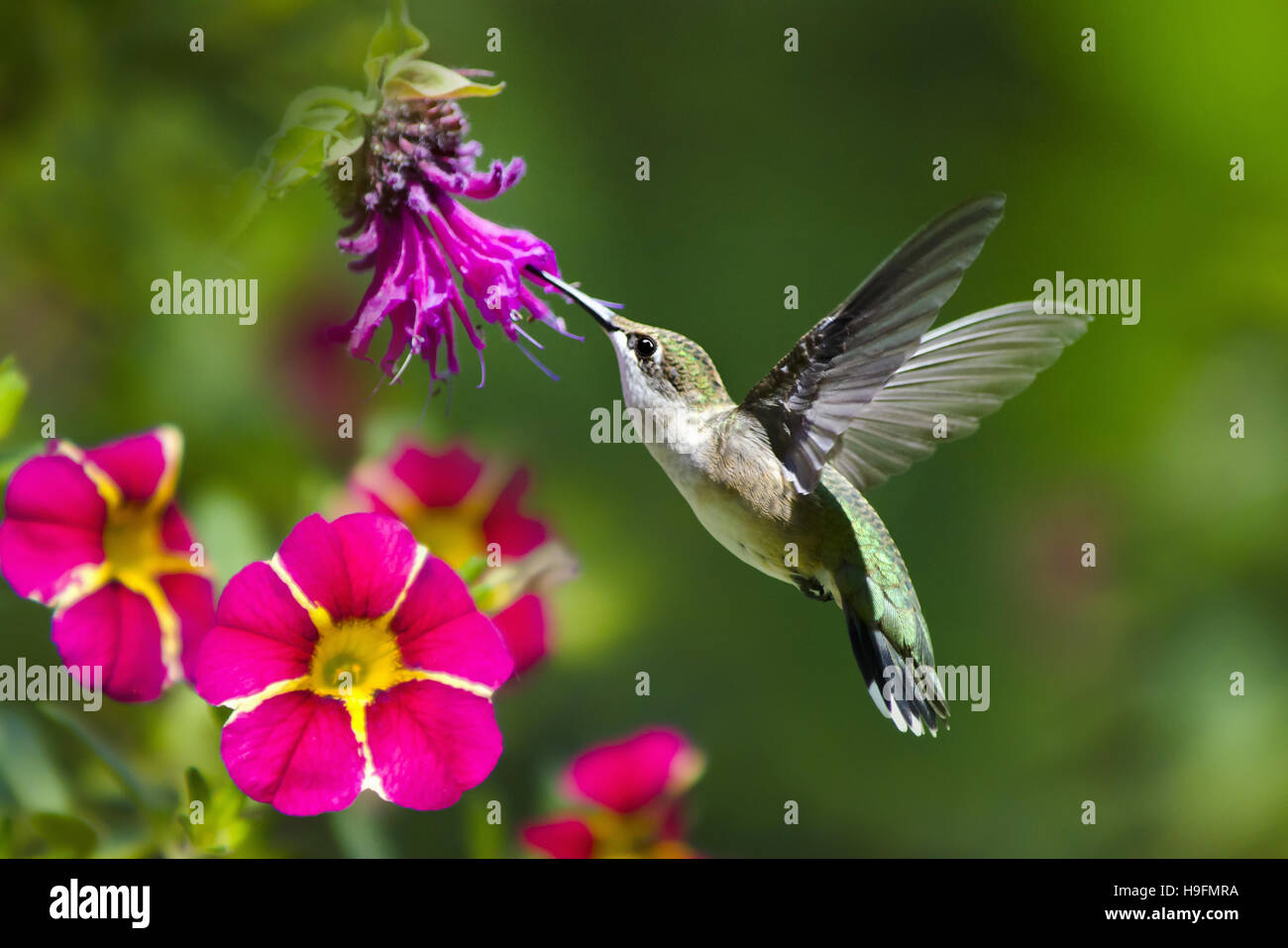 Hummingbird in flight feeding on flower in summer garden. Stock Photo