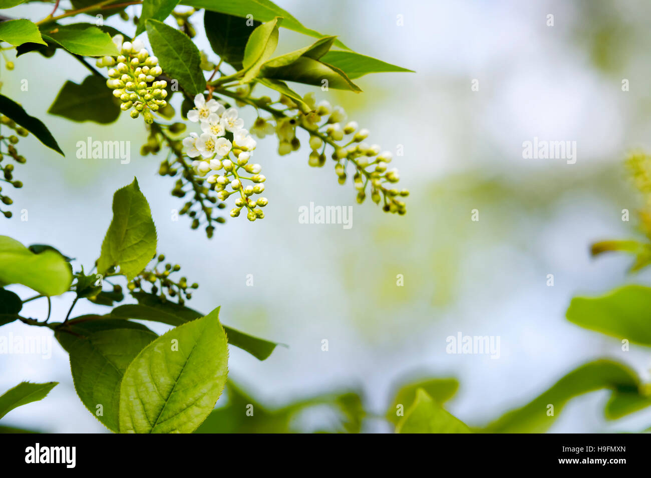 Spring flowers with green leaves on light blue background Stock Photo ...