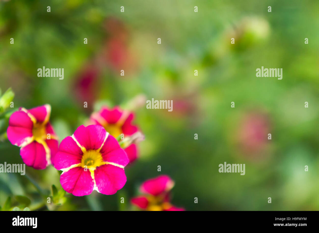 Pink and green floral background Stock Photo Alamy