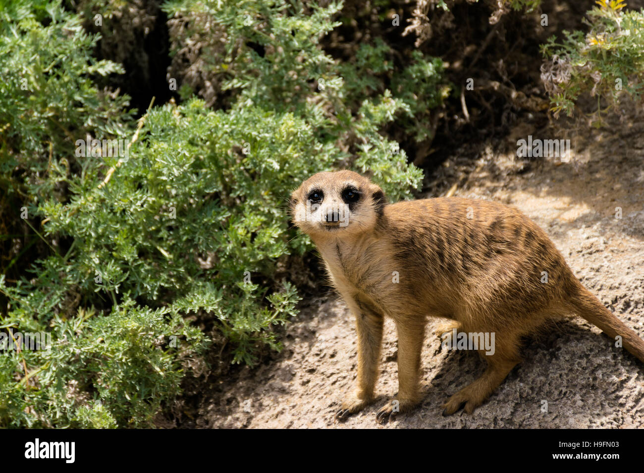 A curious meerkat looking straigt at the camera Stock Photo