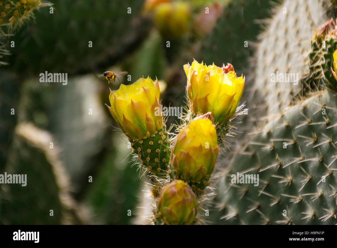 Bee approaching a blossom of a plains pricklypear (Opuntia polyacantha) Stock Photo