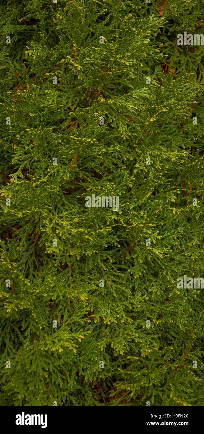 Cedar background. Stock Photo