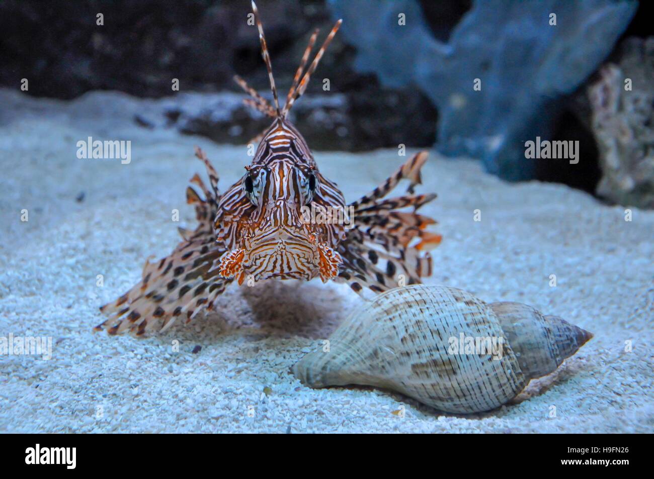 Lion fish looking at my camera during my vacation in Florida, USA. Stock Photo