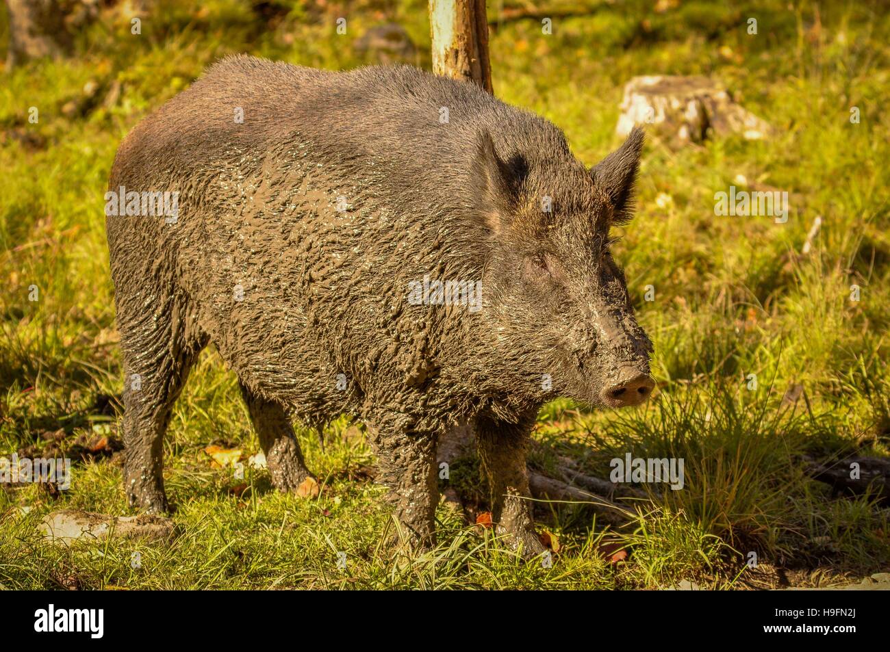 Wild boar after a mud bath in Quebec, Canada. Stock Photo