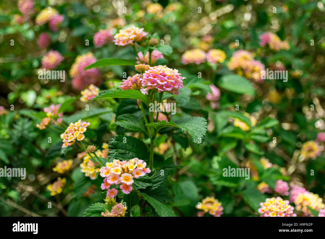 Bush of lantana flowers Stock Photo