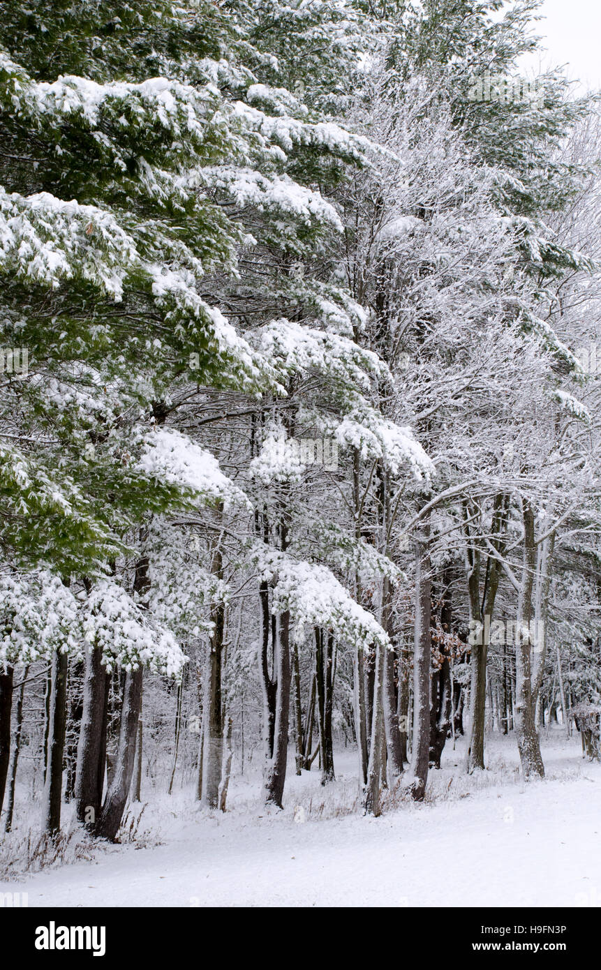 Winter evergreen pine trees covered with snow. Binghamton, Broome County New York, USA. Stock Photo