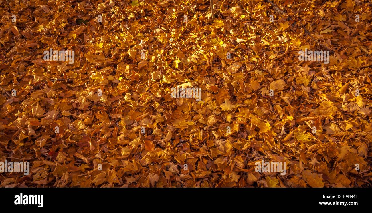 Dead leaves in the fall. Stock Photo