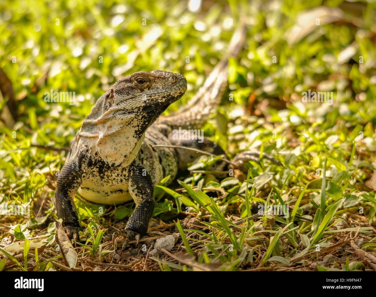 Yucatan iguana on a small patch of grass in Yucatan, Mexico. Stock Photo