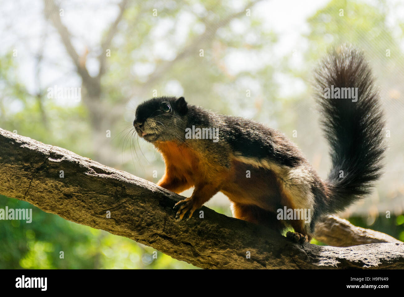 Prevost's squirrel (Callosciurus prevostii) standing still over a tree branch Stock Photo