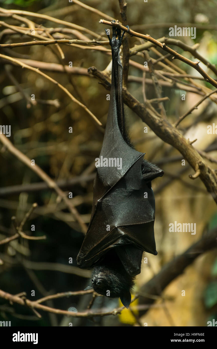 Large flying fox (Pteropus vampyrus) sleeping, pending upside-down from a branch Stock Photo
