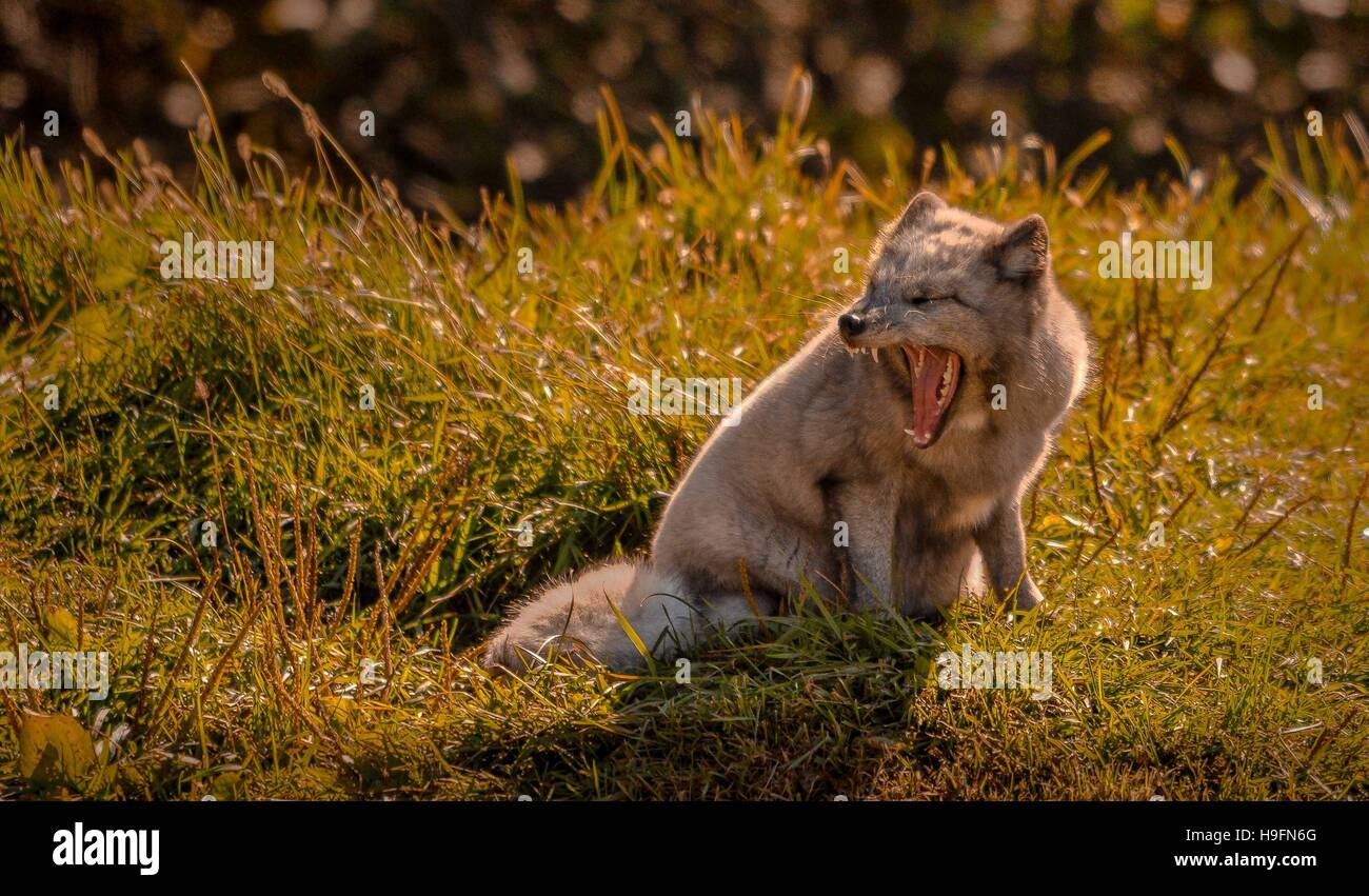 Arctic fox yawning in the sun, Quebec, Canada. Stock Photo
