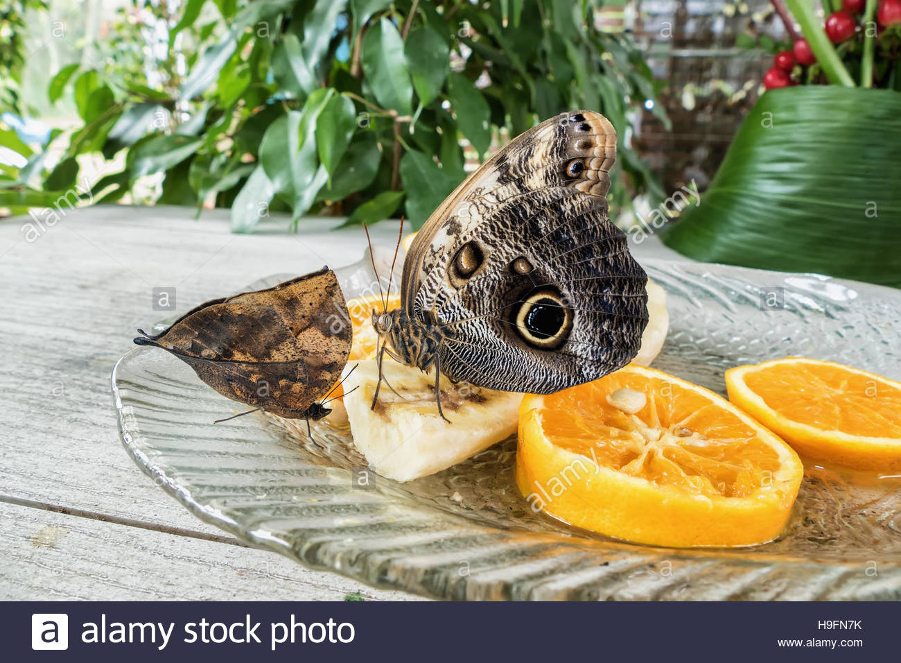 Butterfly Eating Banana High Resolution Stock Photography and Images Alamy