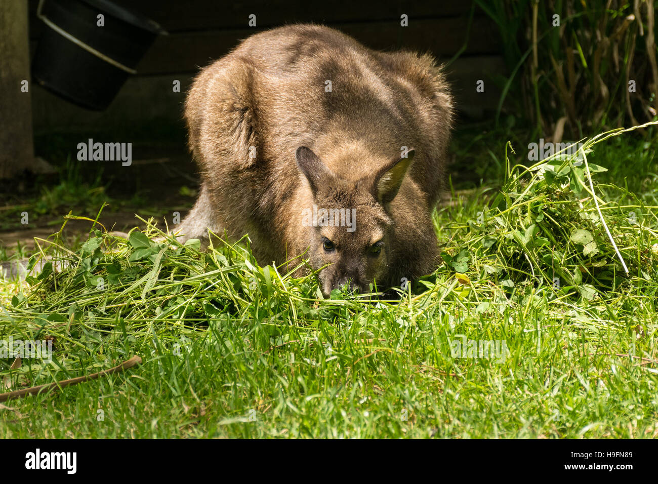 Red-necked wallaby (Macropus rufogriseus) eating Stock Photo