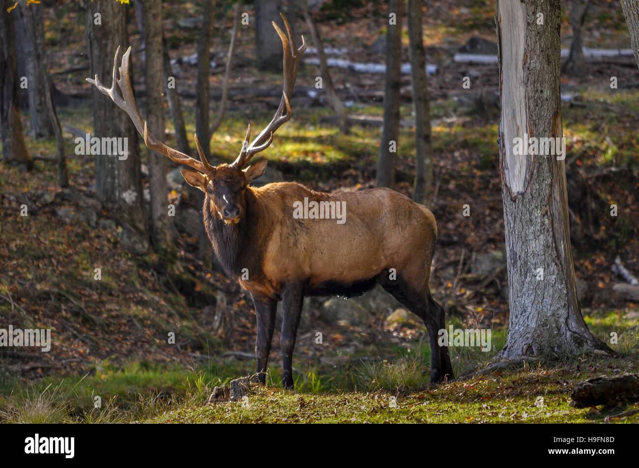 Wapiti searching for a female on a nice autumn day in Quebec, Canada. Stock Photo