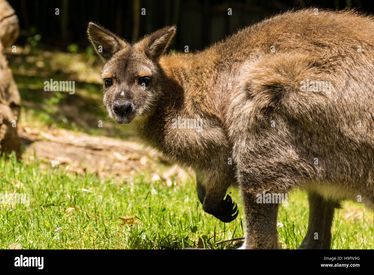 Red-necked wallaby (Macropus rufogriseus) staring Stock Photo