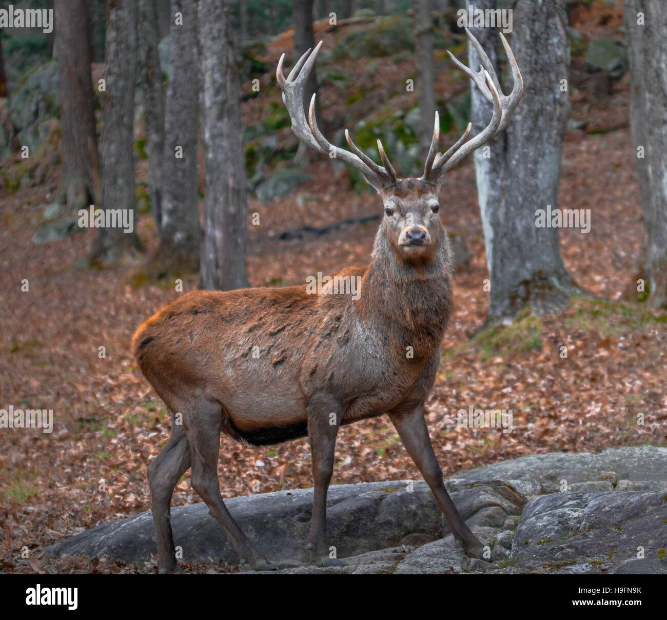 Wapiti has the crown of the forest in Canada. Stock Photo