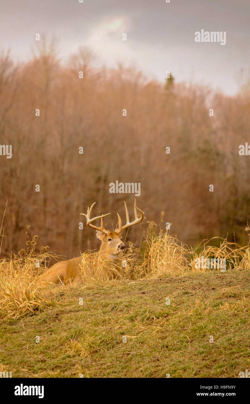 White tail deer staying low during hunting season. 1/5 Stock Photo