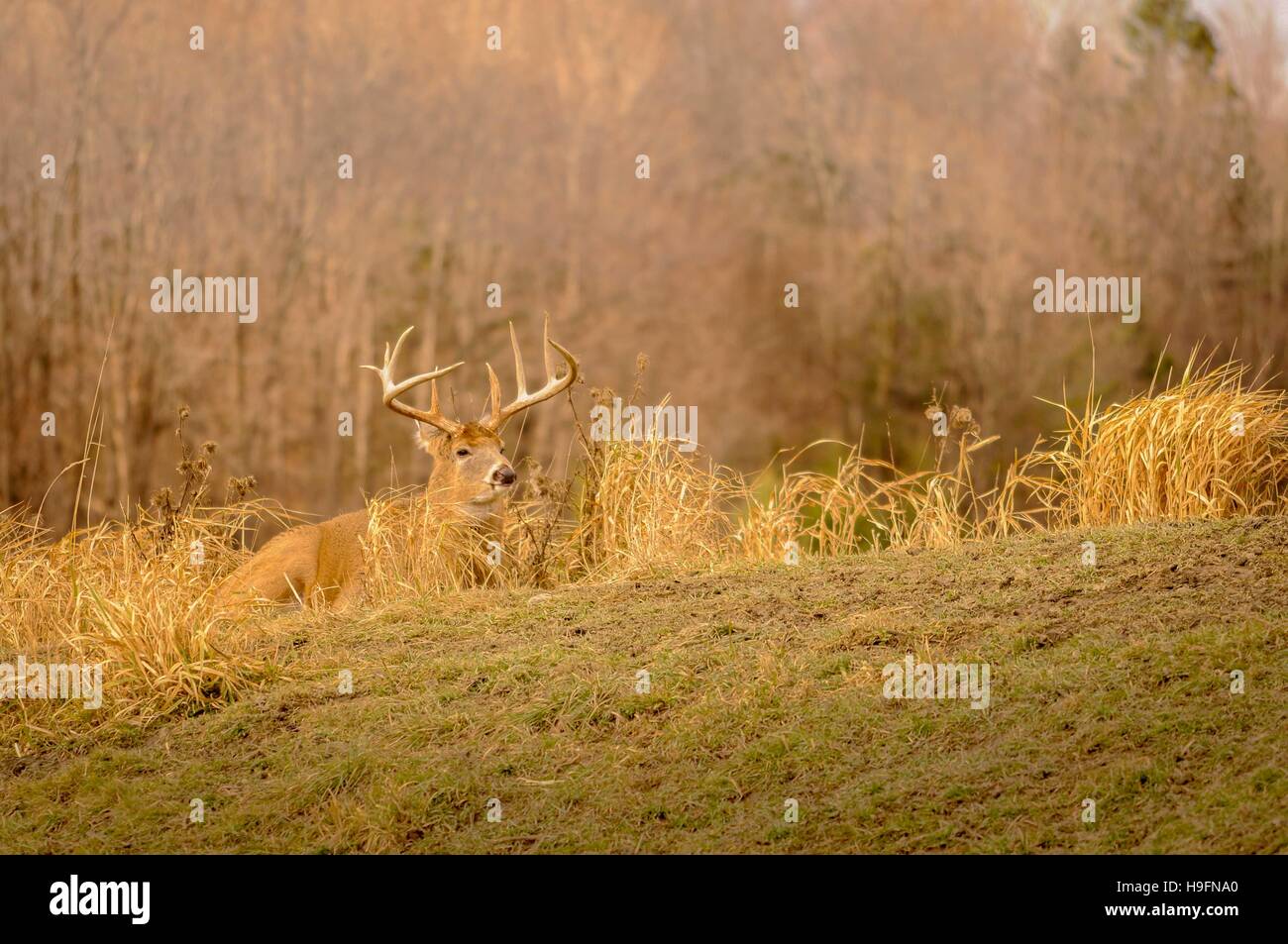 White tail deer staying low during hunting season. 2/5 Stock Photo