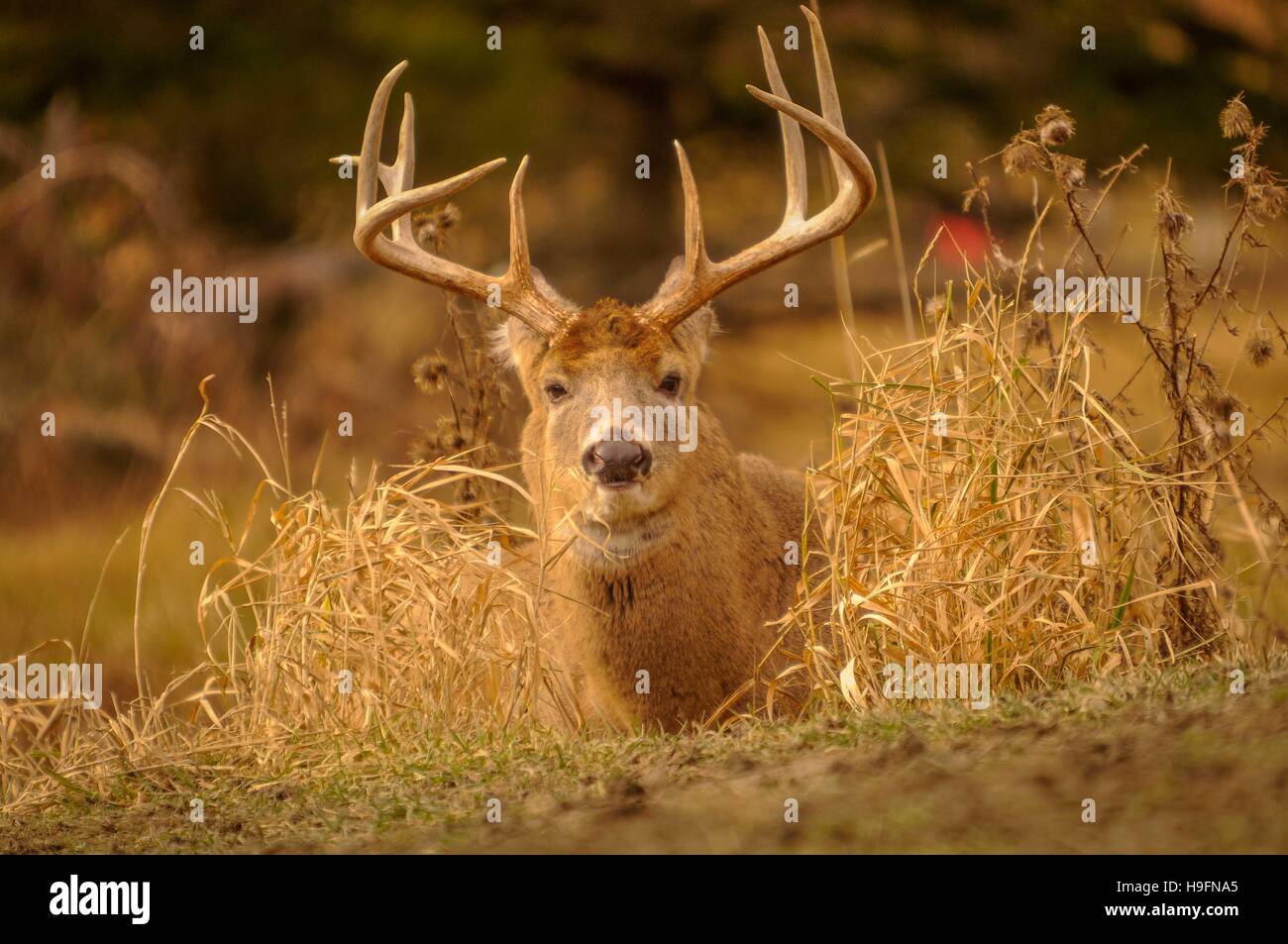 White tail deer staying low during hunting season. 3/5 Stock Photo