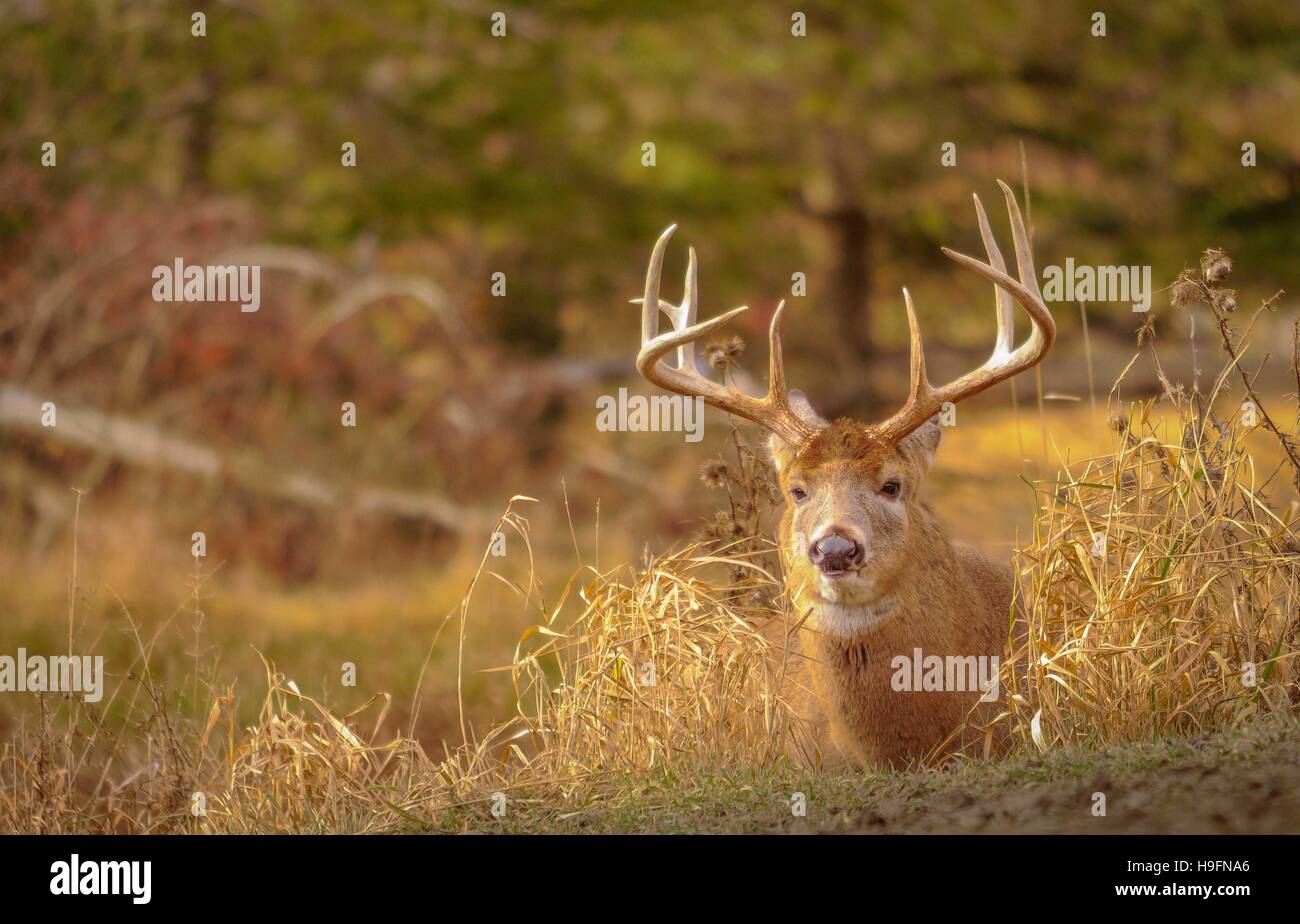White tail deer staying low during hunting season. 4/5 Stock Photo