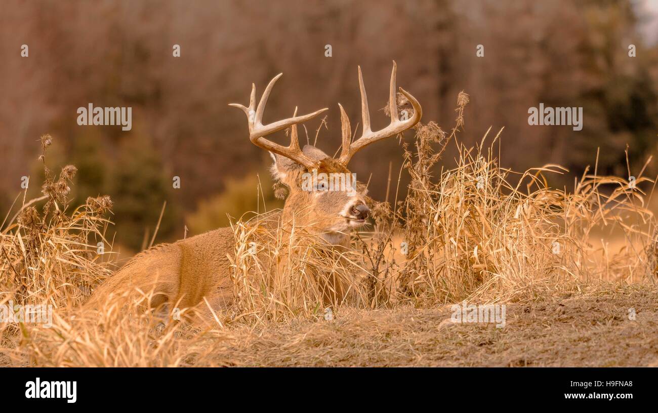 White tail deer staying low during hunting season. 5/5 Stock Photo