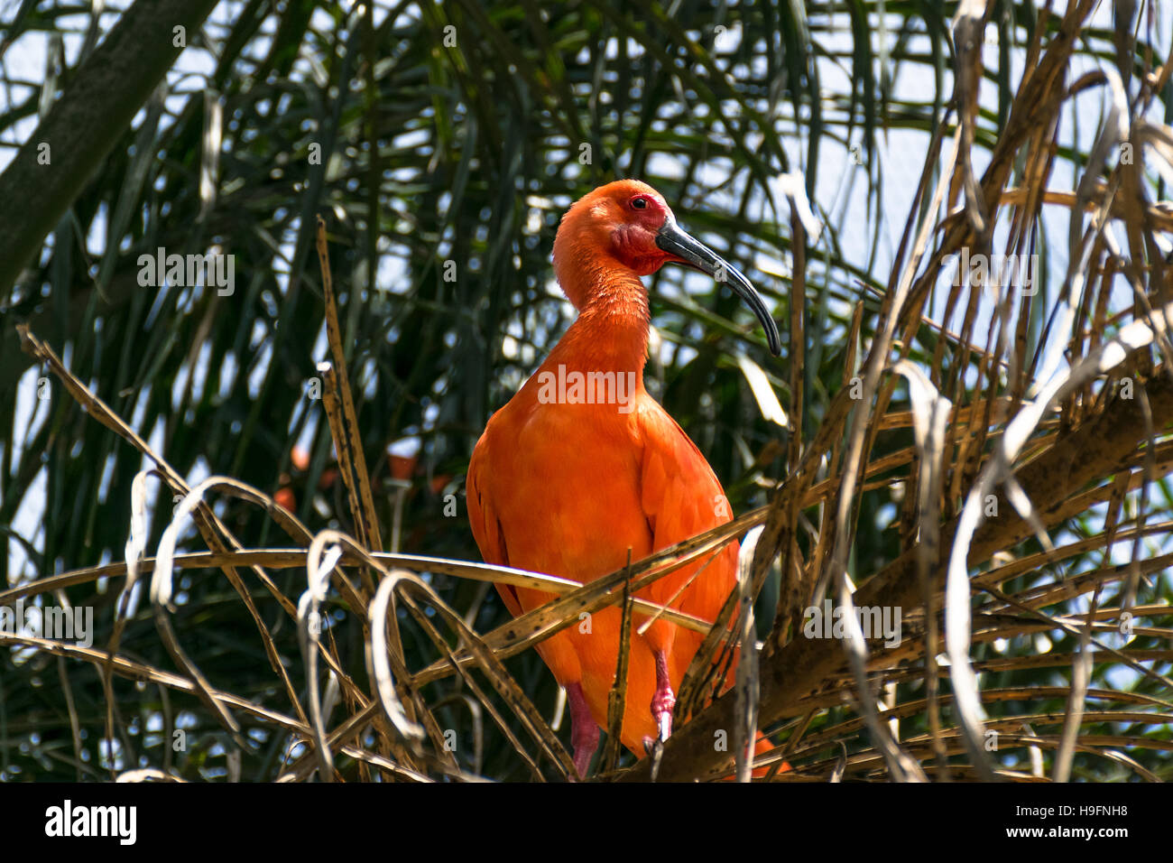 Scarlet ibis (Eudocimus ruber) standing still over a branch Stock Photo