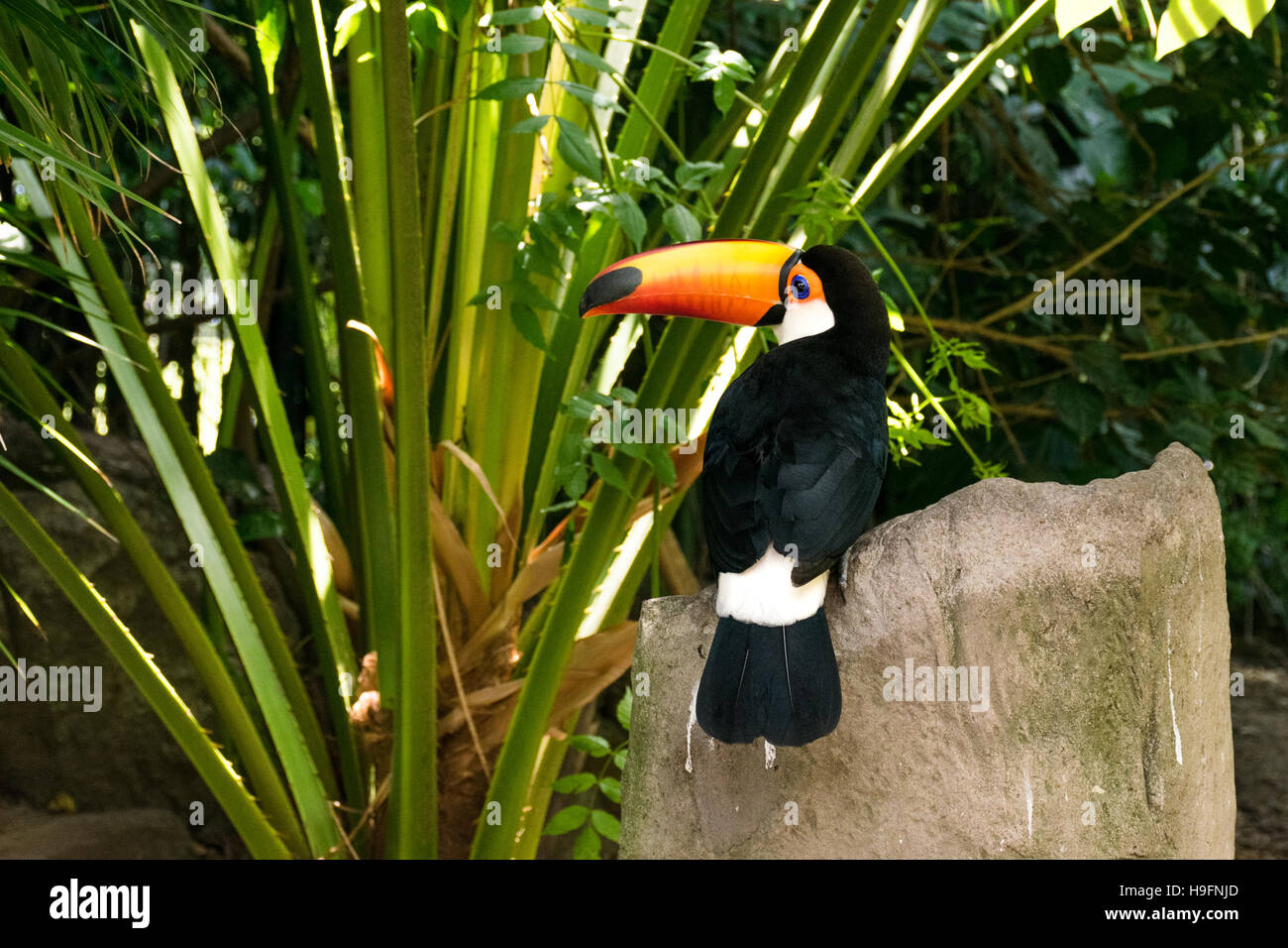 Toco toucan (Ramphastos toco) standing still over a rock Stock Photo
