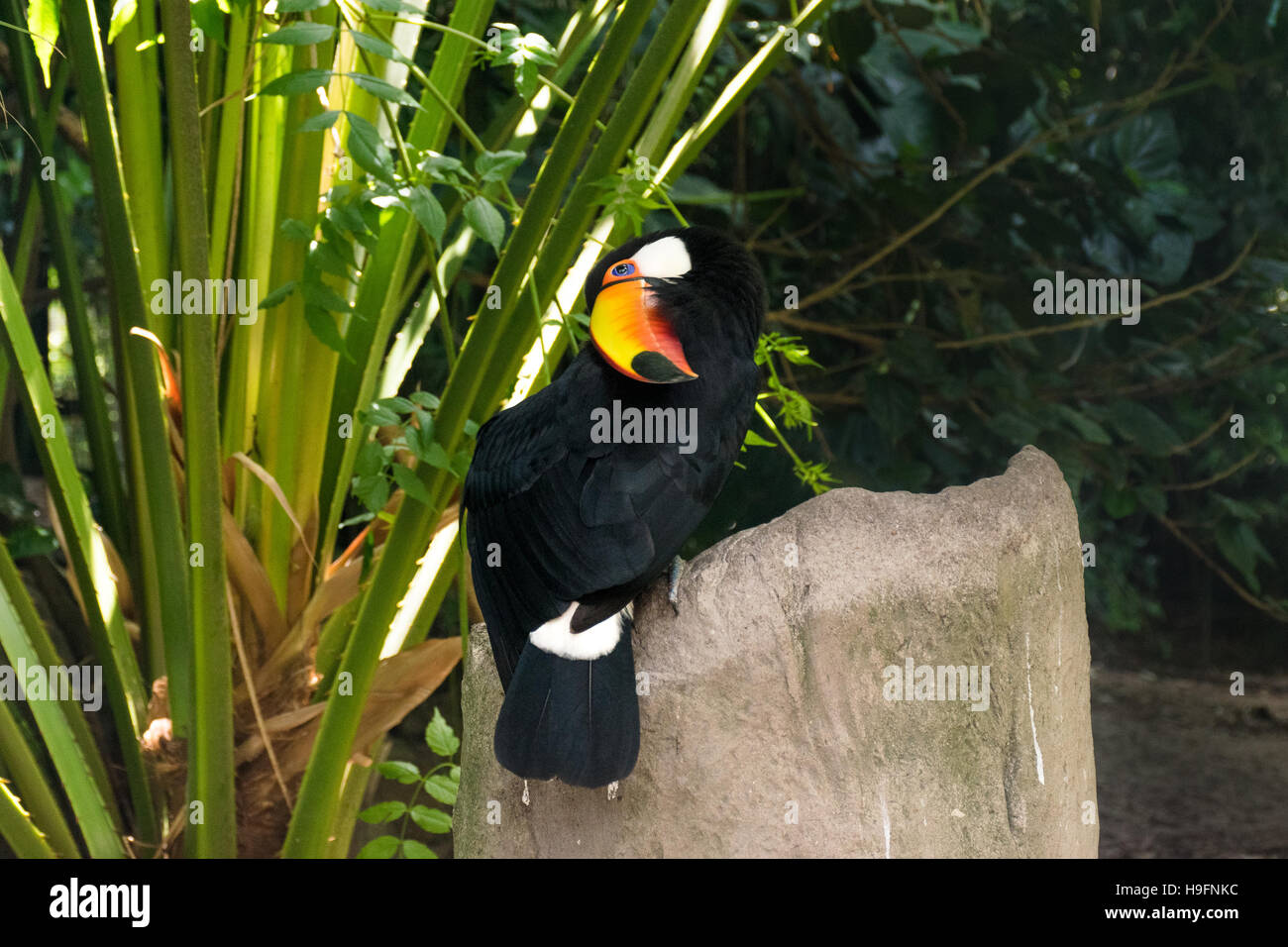 Toco toucan (Ramphastos toco) scratching Stock Photo