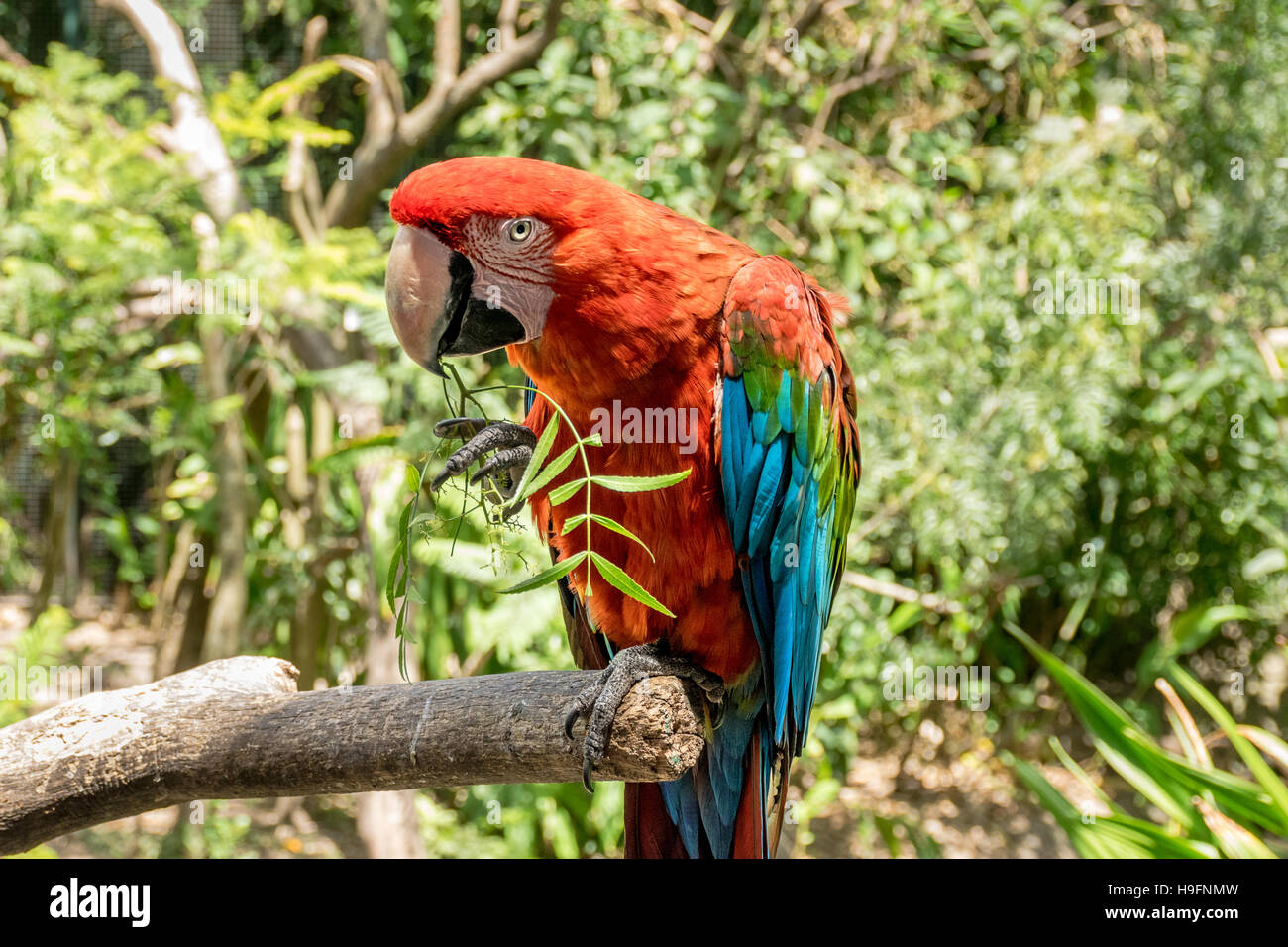 Scarlet macaw (Ara macao) standing over a tree branch eating Stock Photo
