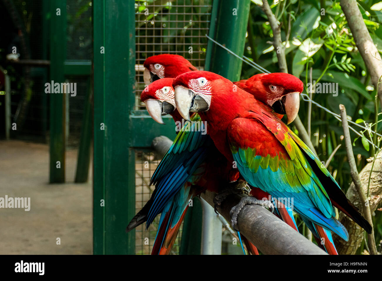 Scarlet macaws (Ara macao) standing over a fence Stock Photo