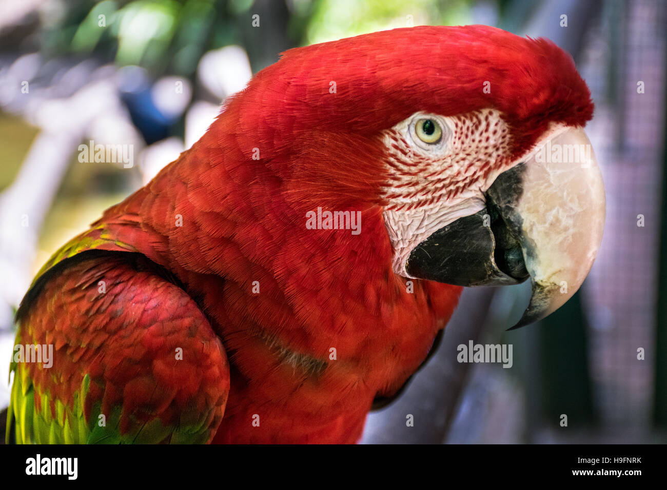 Scarlet macaw (Ara macao) staring Stock Photo