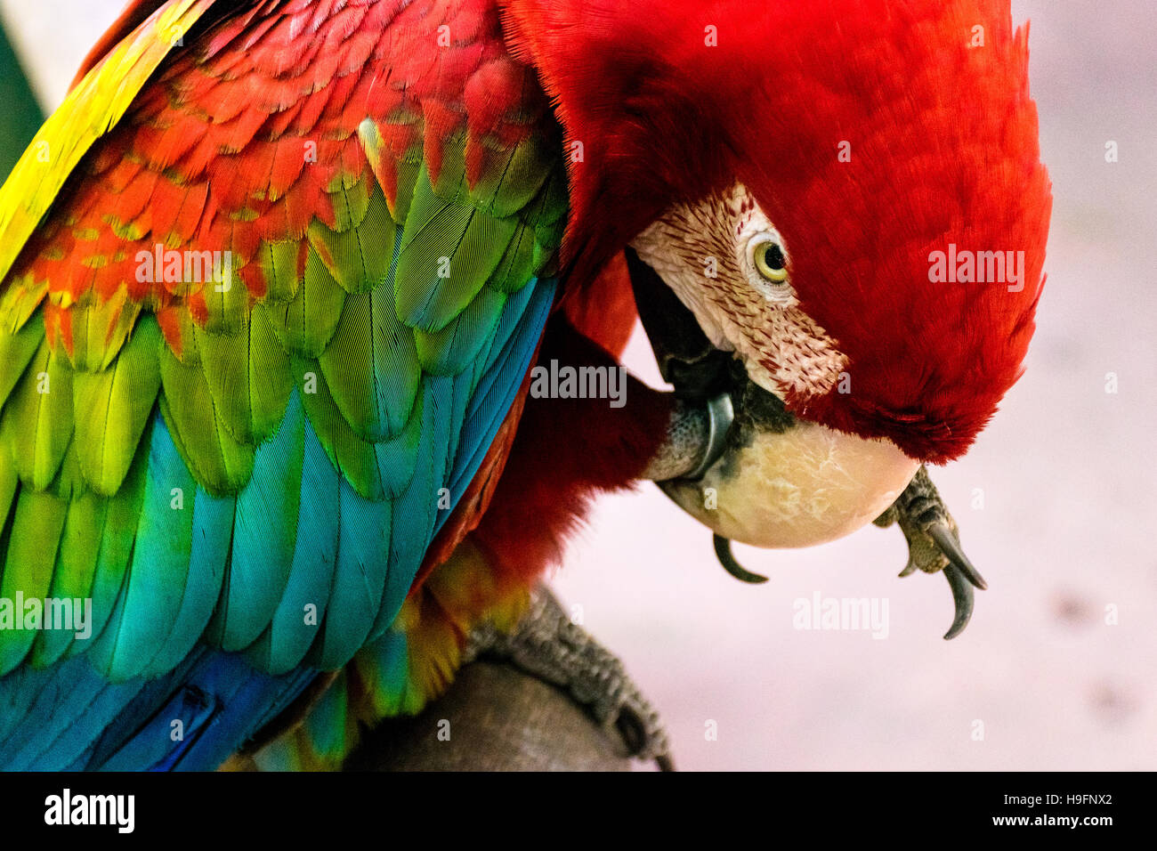 Scarlet macaw (Ara macao) staring Stock Photo