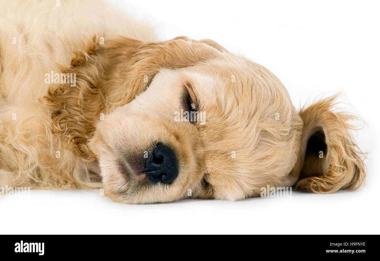 Sleeping puppy dog on a white background Stock Photo
