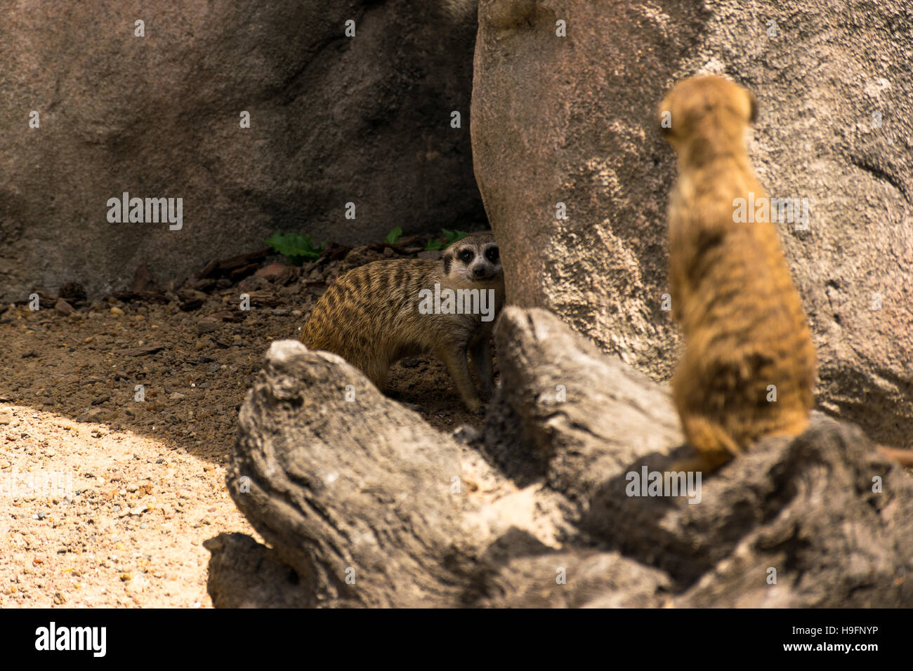 Curious and suspicious meerkat staring at the camera Stock Photo