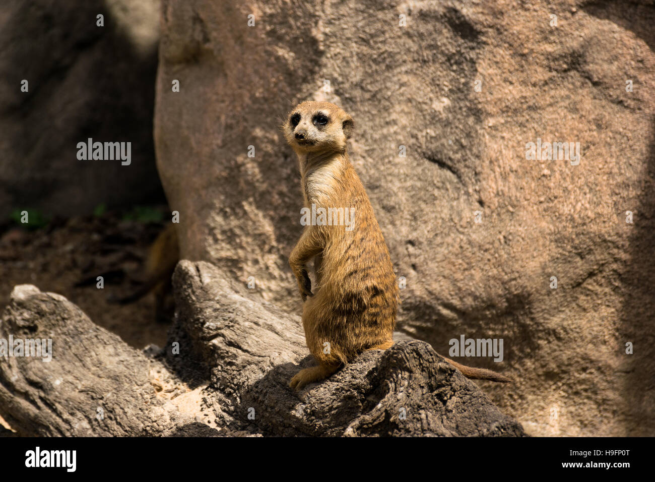 A vigilant meerkat standing sentry for the rest of the group Stock Photo