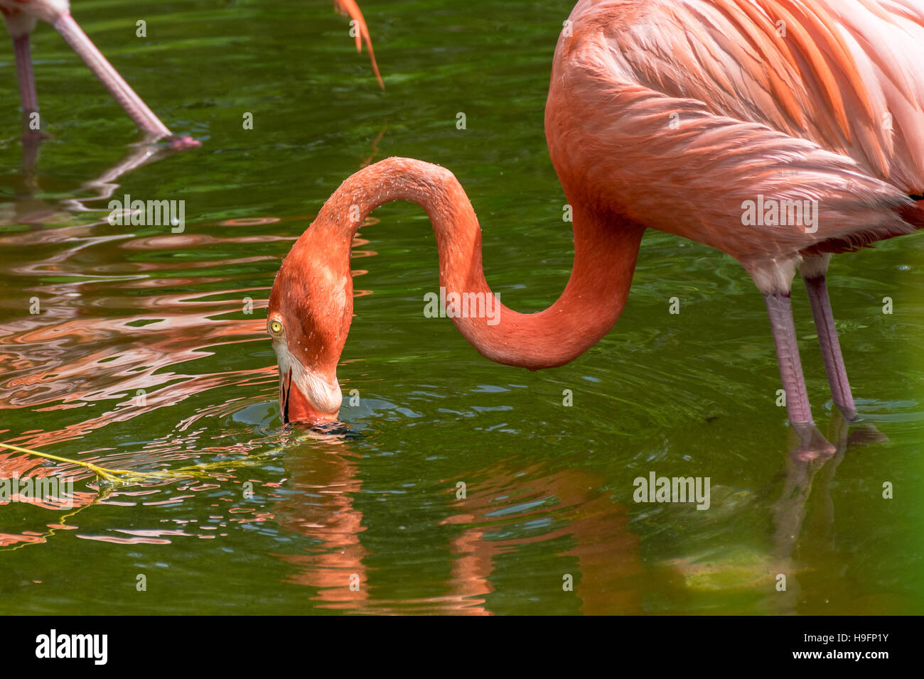 American flamingo drinking and having a bath in the lake Stock Photo