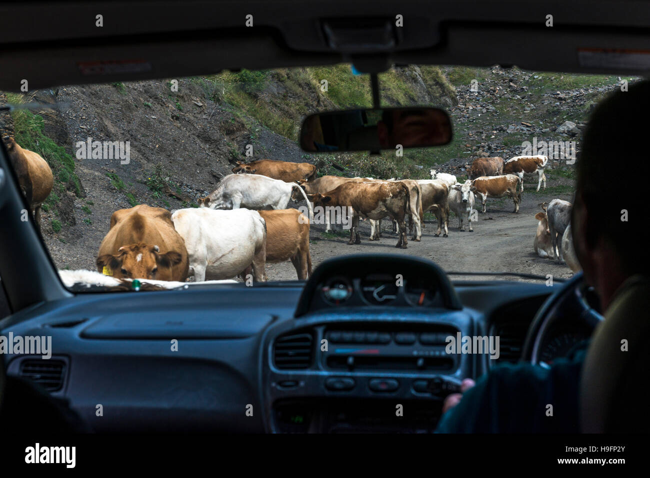 cows blocking the path on road from Tblisi to Shatili Stock Photo