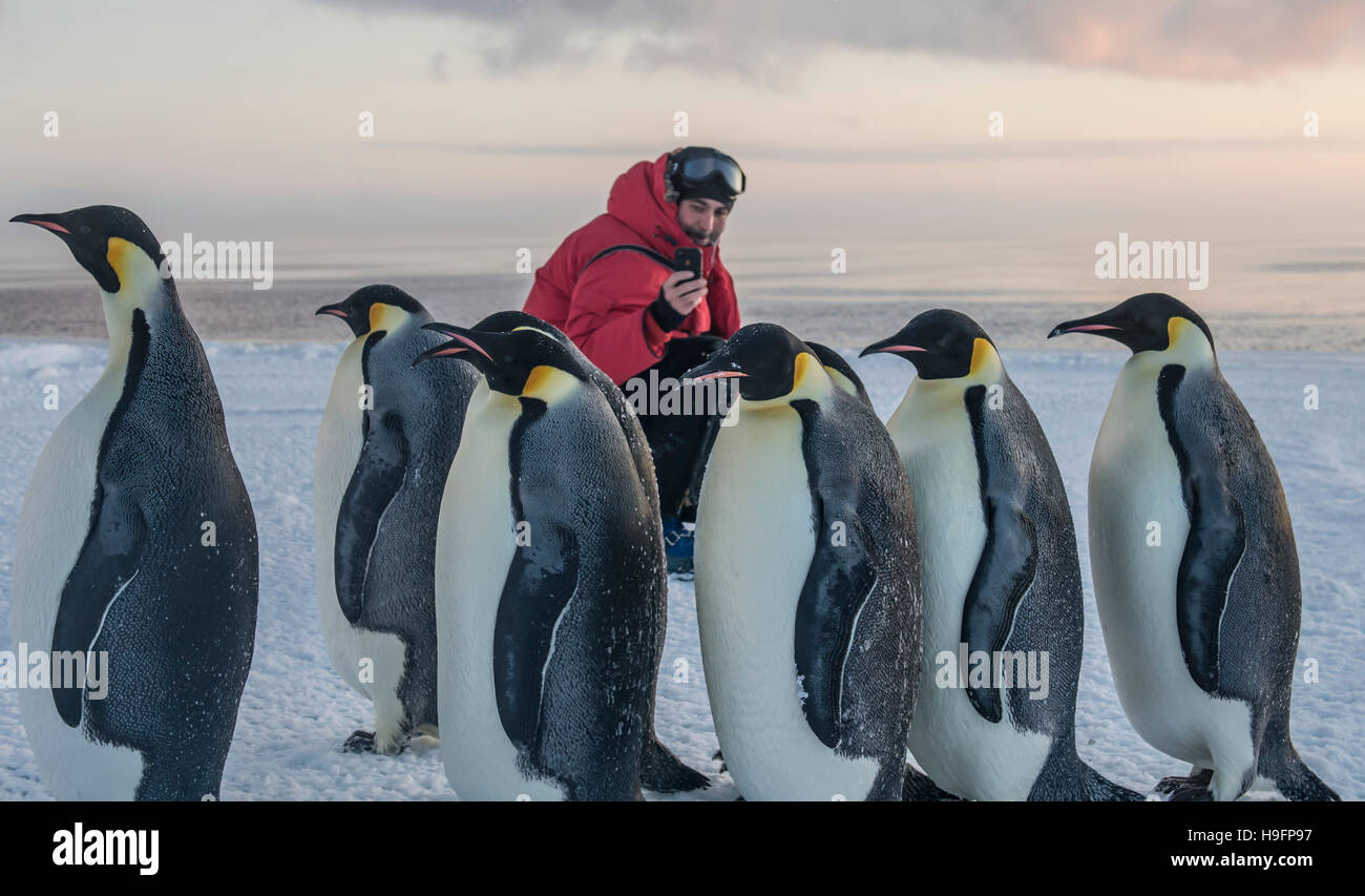 A man takes a picture of penguins near McMurdo Station Antarctica. Stock Photo