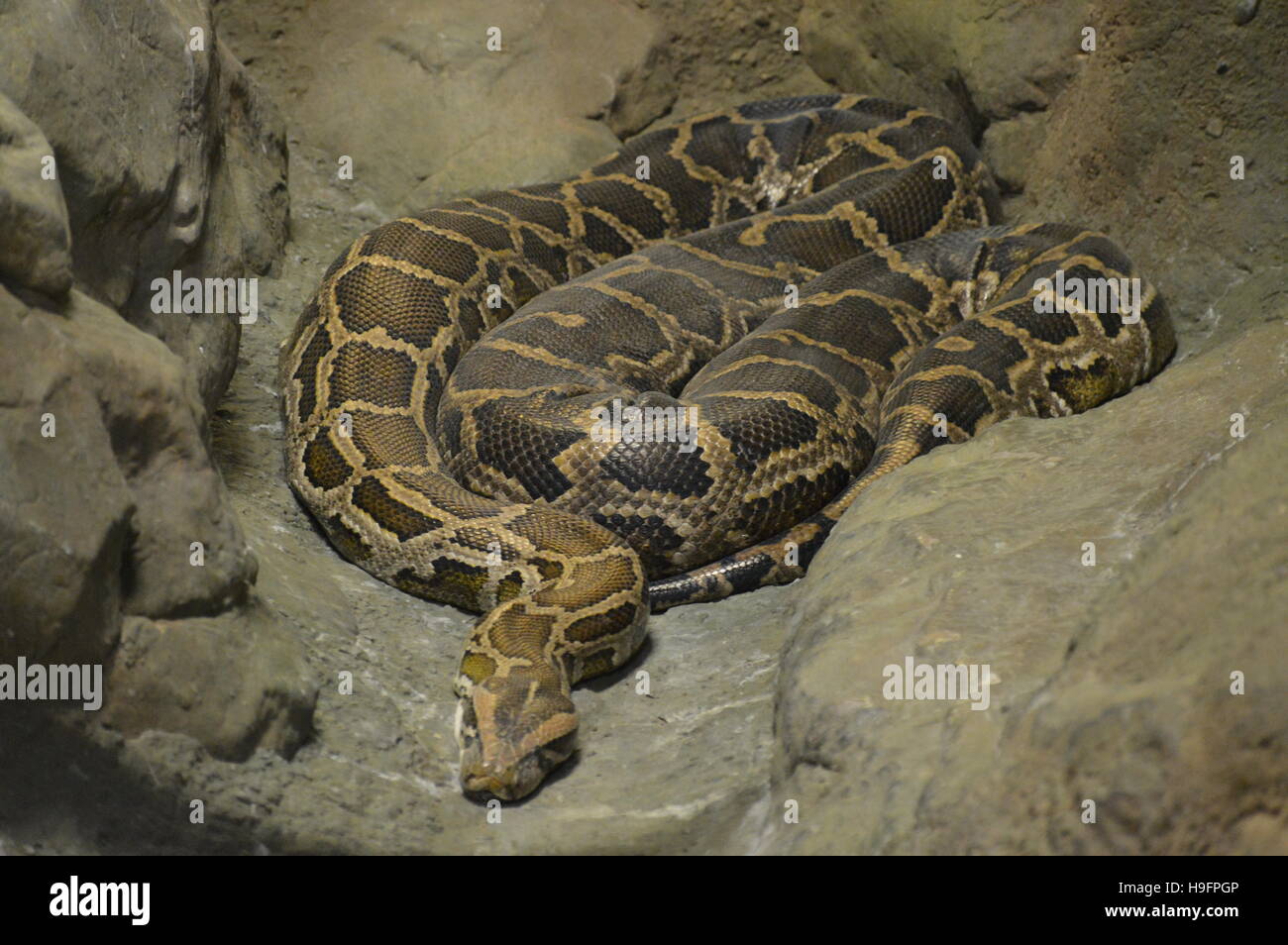 Burmese python hi-res stock photography and images - Alamy