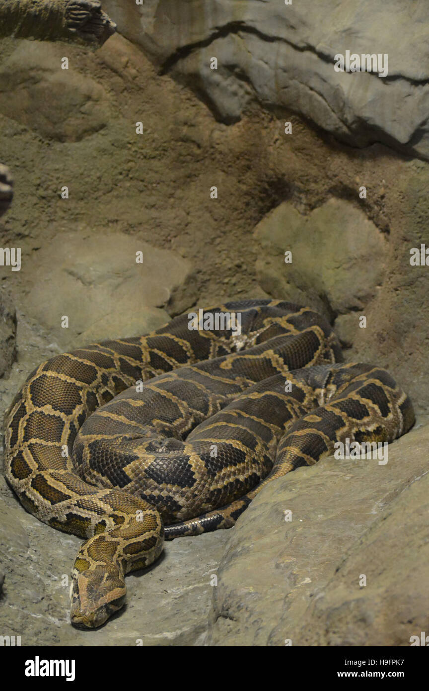 Burmese rock python hi-res stock photography and images - Alamy