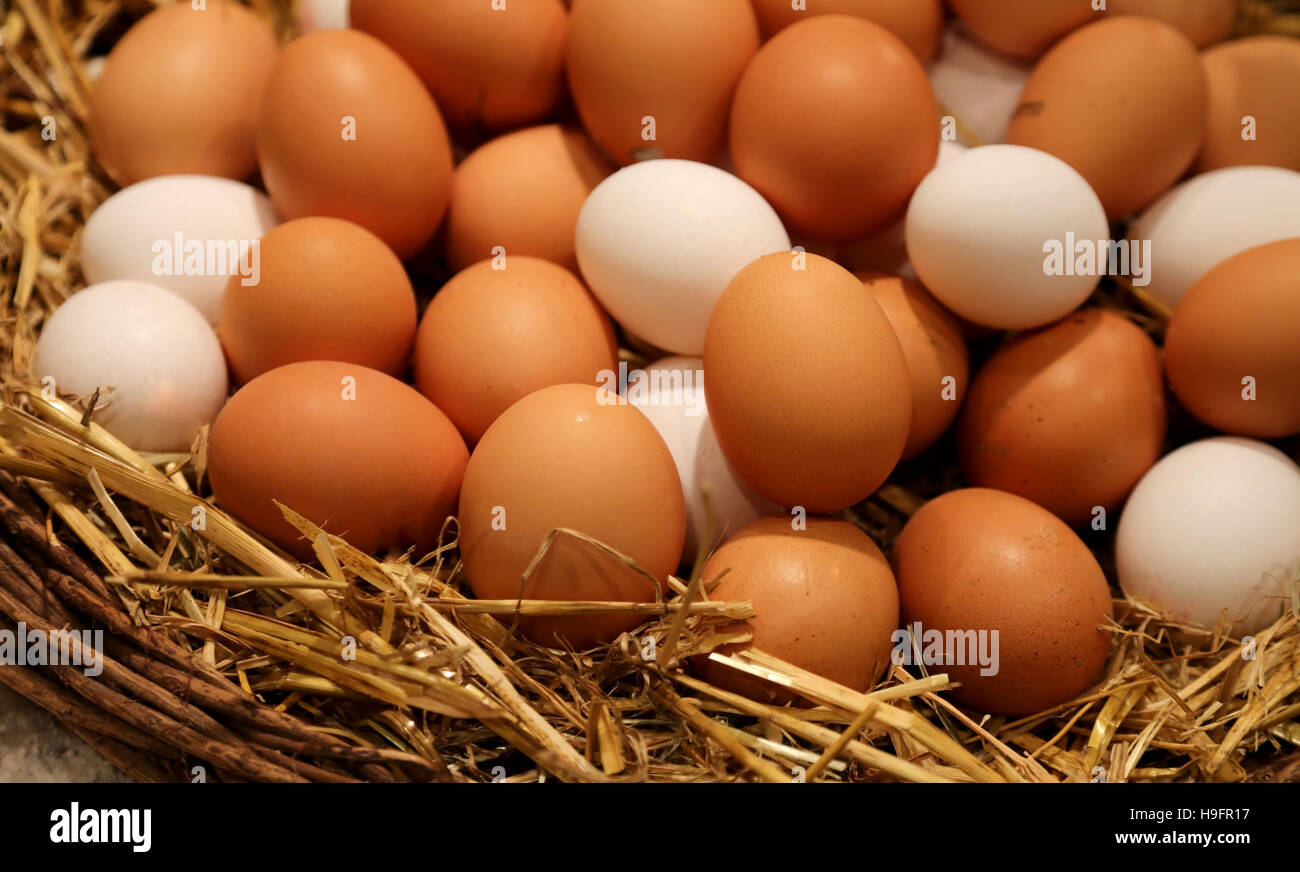 wicker basket with lots of fresh chicken eggs collected in the henhouse Stock Photo