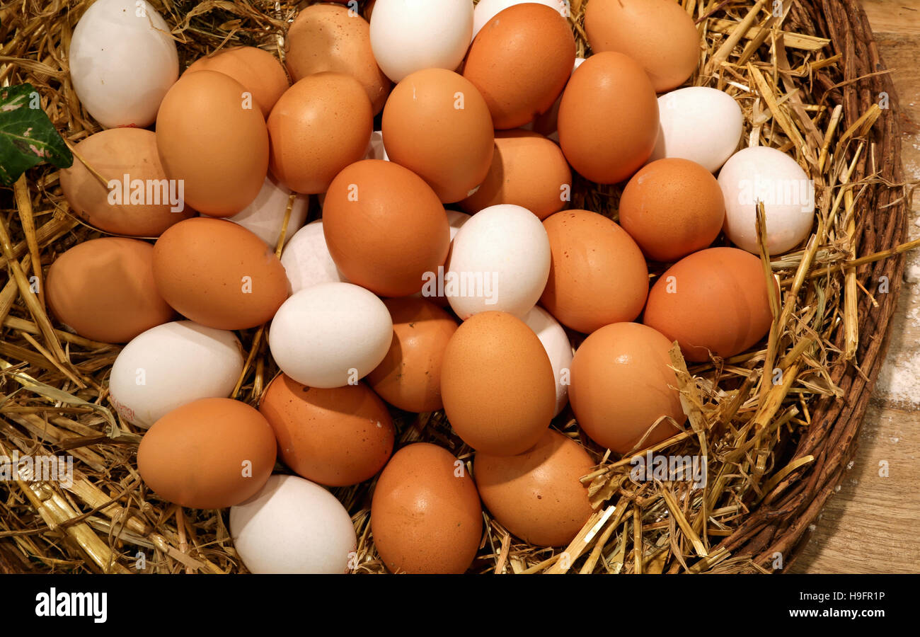 wicker basket with lots of fresh chicken eggs just collected in the henhouse of farm Stock Photo