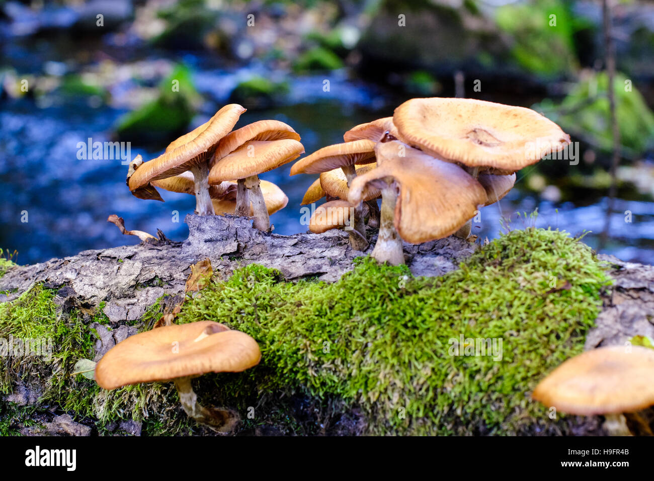 Mushrooms moss tree branch river water creek stream nature forest Stock