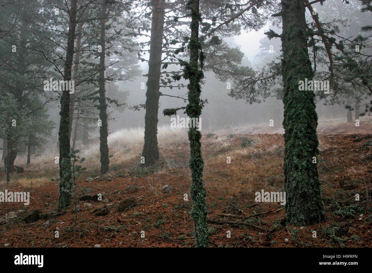 Pine forest. Javalambre Range. Teruel. Aragón. Spain. Stock Photo