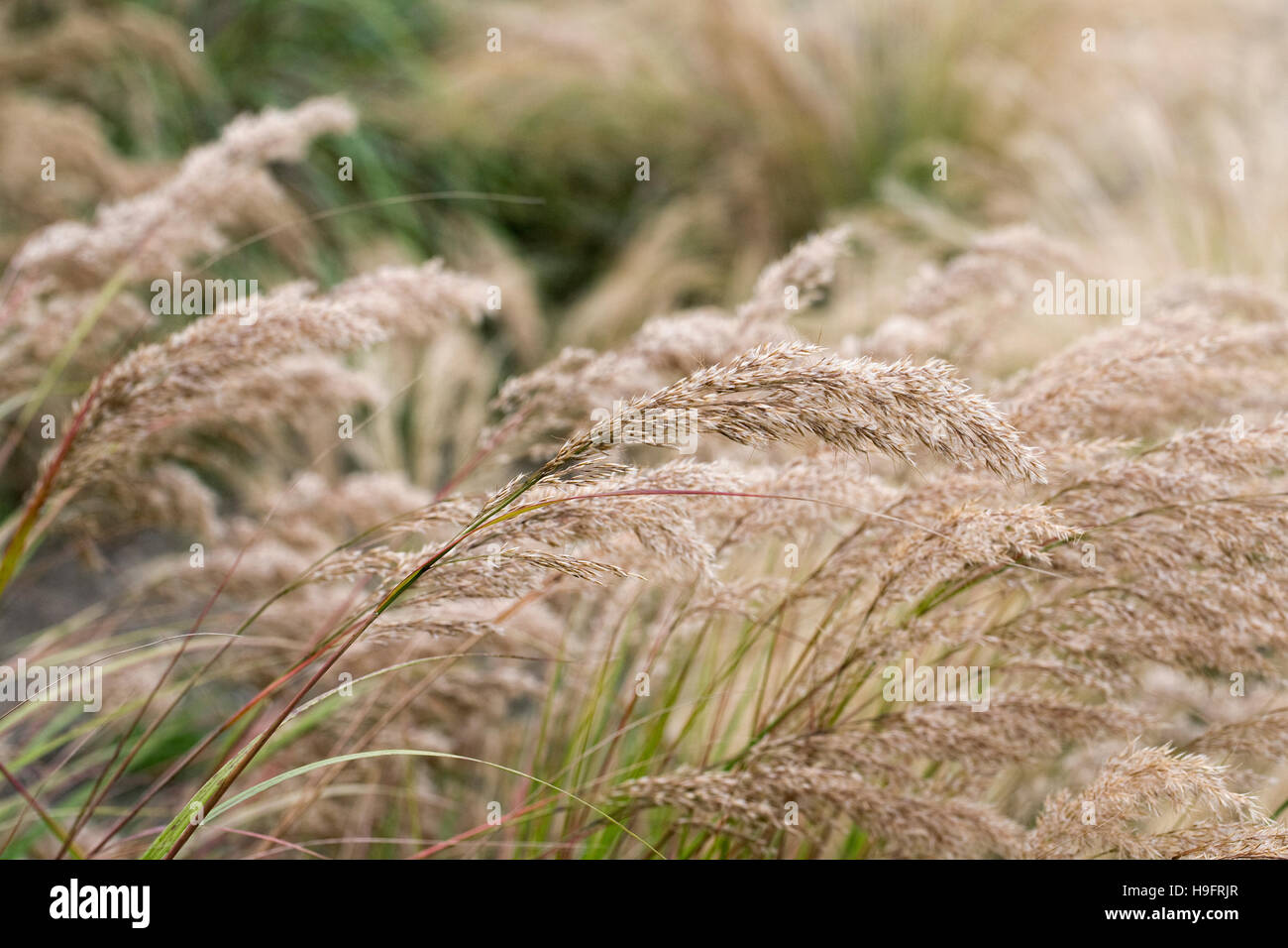Stipa calamagrostis. Rough feather grass. Stock Photo